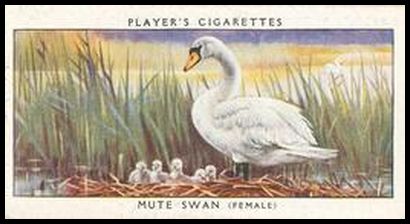 38 Mute Swan